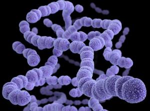 Vaccinazione anti pneumococco